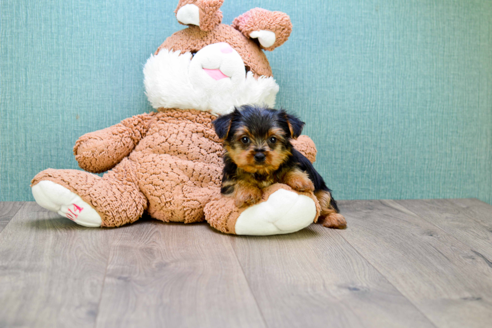 Meet  Joey - our Yorkshire Terrier Puppy Photo 