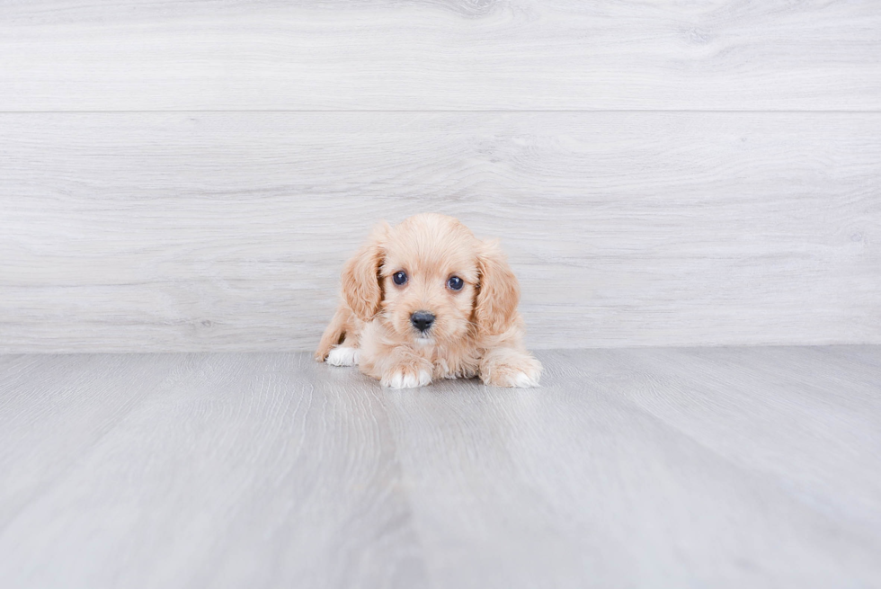 Adorable Cavoodle Poodle Mix Puppy