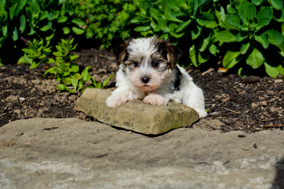 Adorable Yorkie Designer Puppy