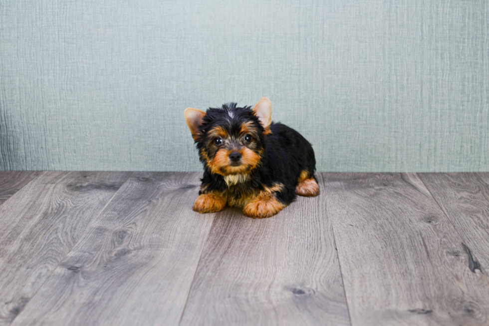 Meet Tinkerbell - our Yorkshire Terrier Puppy Photo 