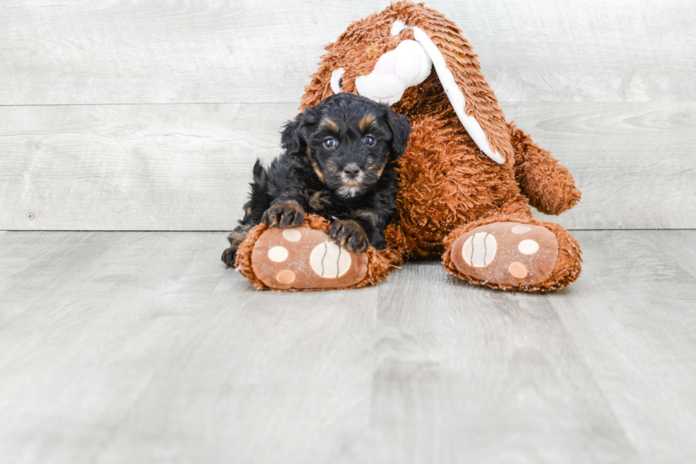 Little Havanese Purebred Pup