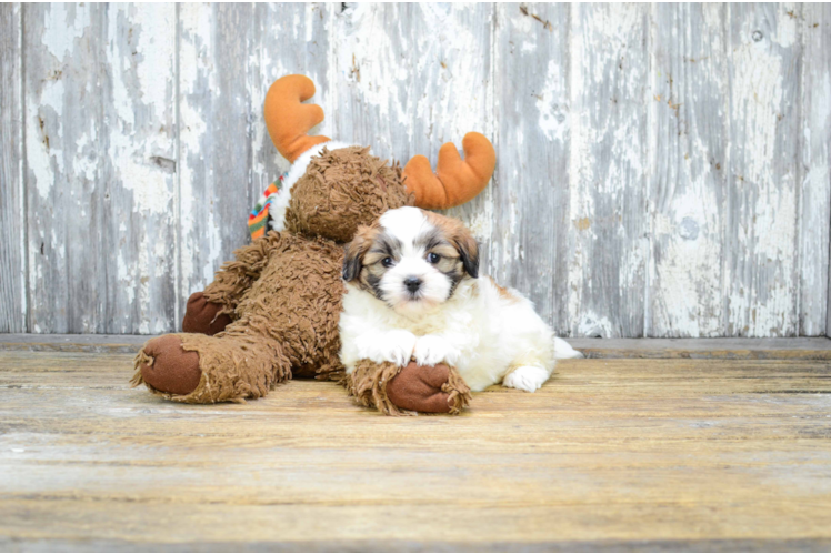 Teddy Bear Puppy for Adoption