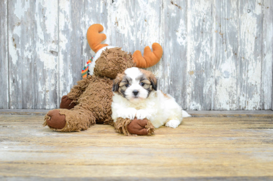 Teddy Bear Puppy for Adoption