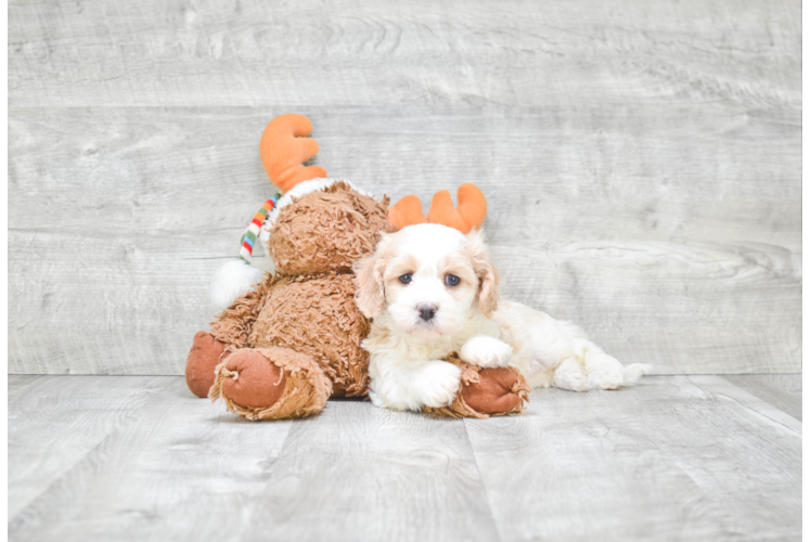 Sweet Cavachon Baby