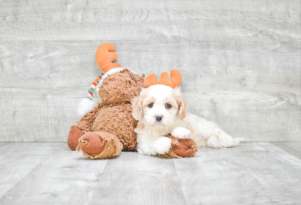 Sweet Cavachon Baby