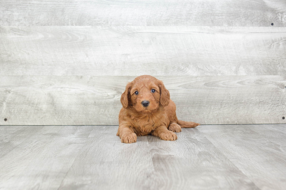 Popular Mini Goldendoodle Poodle Mix Pup