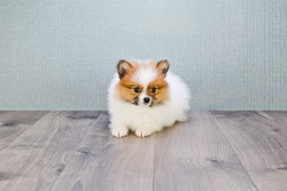 Sweet Pomeranian Purebred Puppy