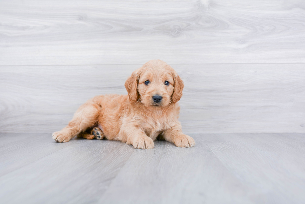 Mini Goldendoodle Puppy for Adoption