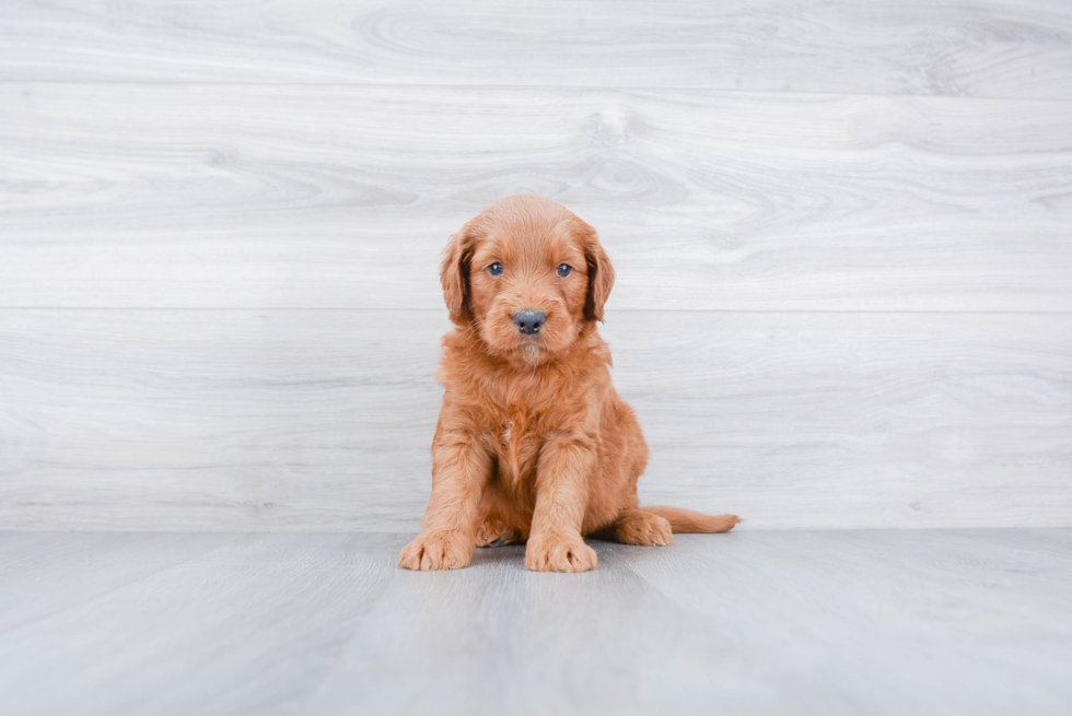 Mini Goldendoodle Pup Being Cute