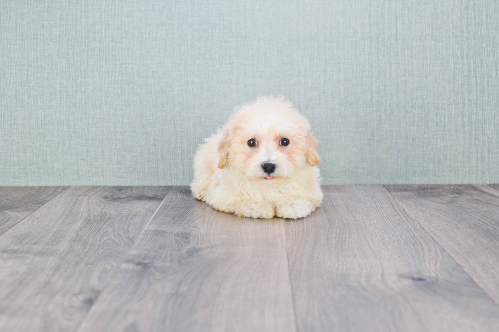 Maltipoo Pup Being Cute