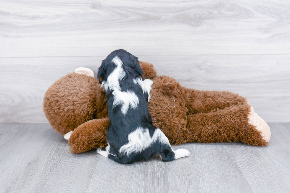 Smart Cavalier King Charles Spaniel Purebred Puppy