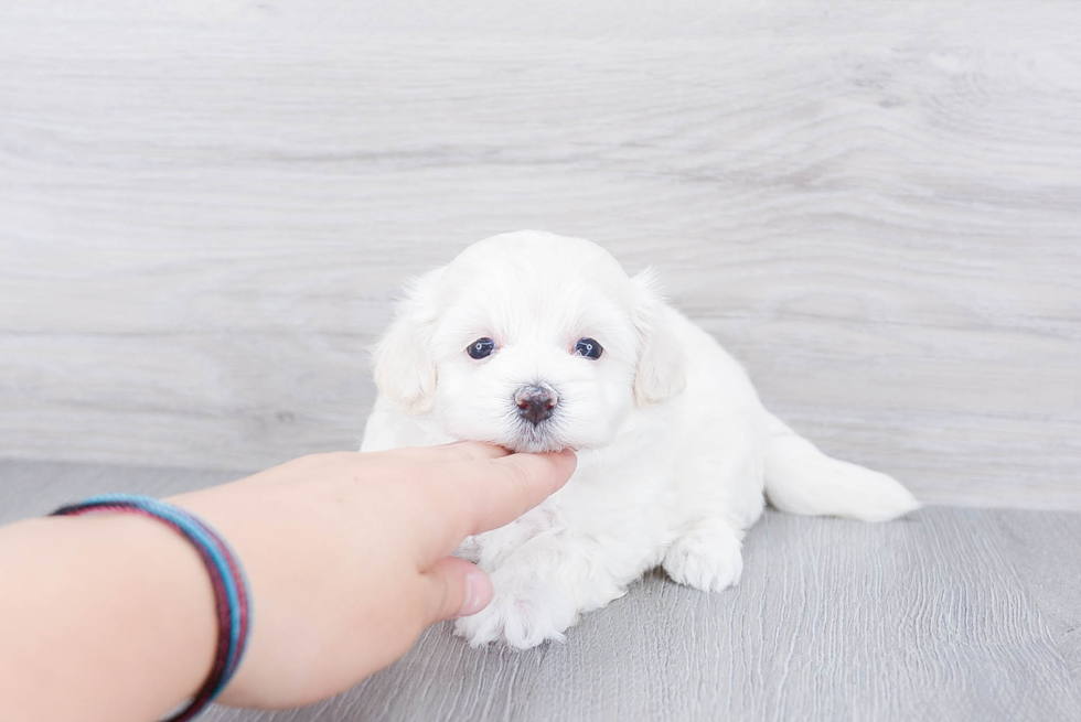 Adorable Maltese Poodle Poodle Mix Puppy