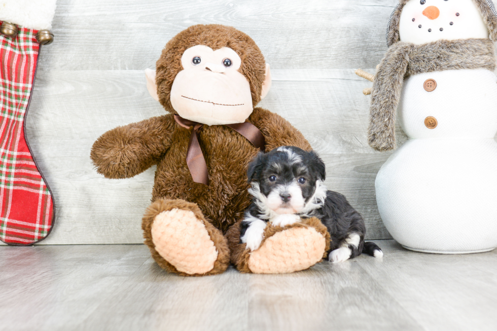 Happy Havanese Purebred Puppy