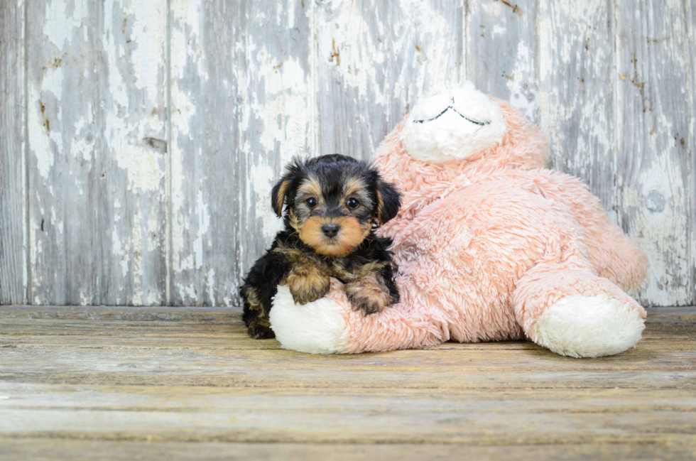 Yorkie Poo Puppy for Adoption