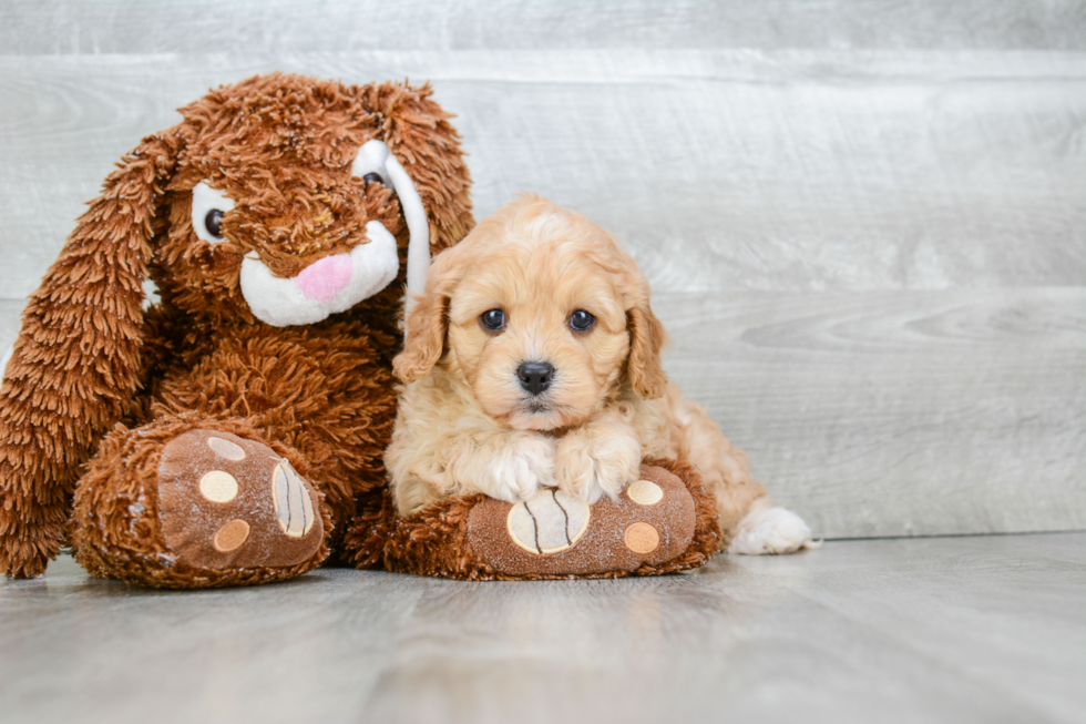 Energetic Cavoodle Poodle Mix Puppy