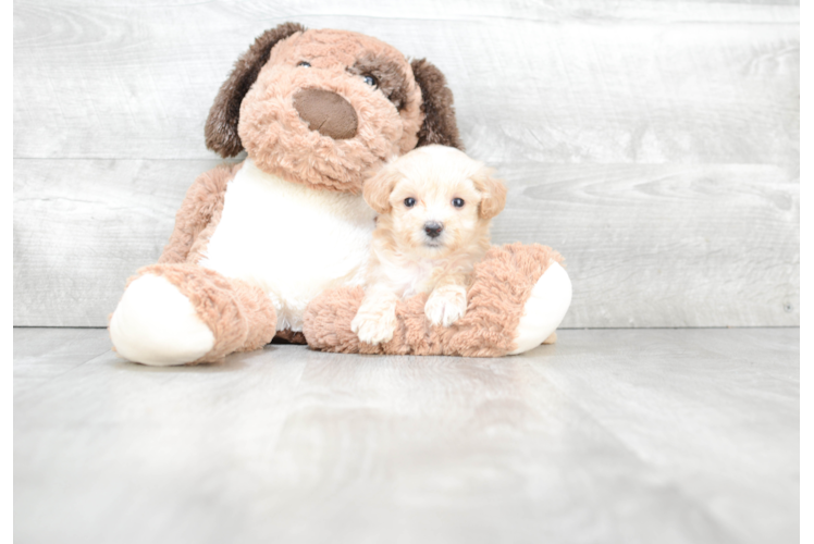 Maltipoo Pup Being Cute