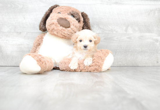 Maltipoo Pup Being Cute