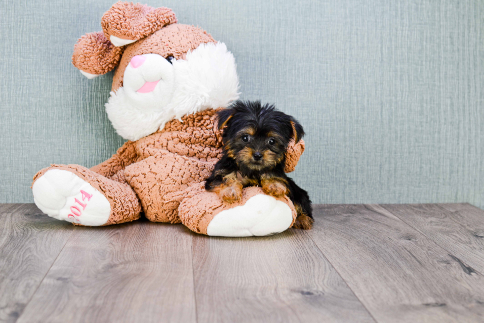 Meet Nugget - our Yorkshire Terrier Puppy Photo 