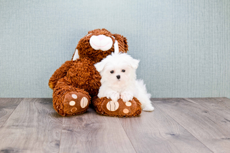 Smart Maltese Purebred Puppy