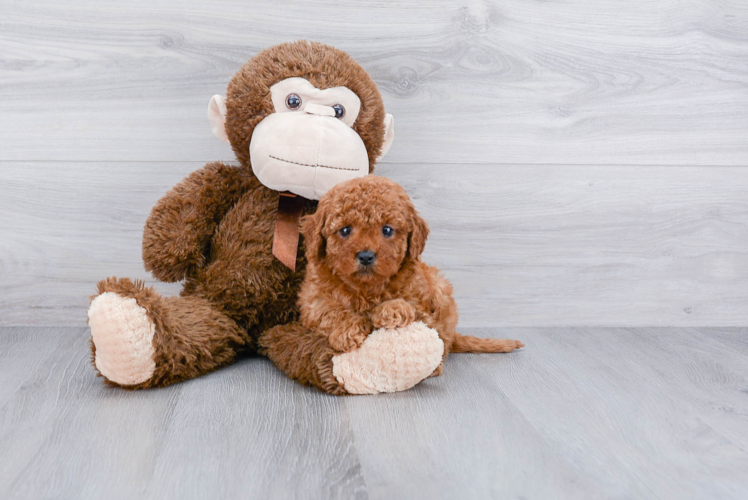 Adorable Cavoodle Poodle Mix Puppy