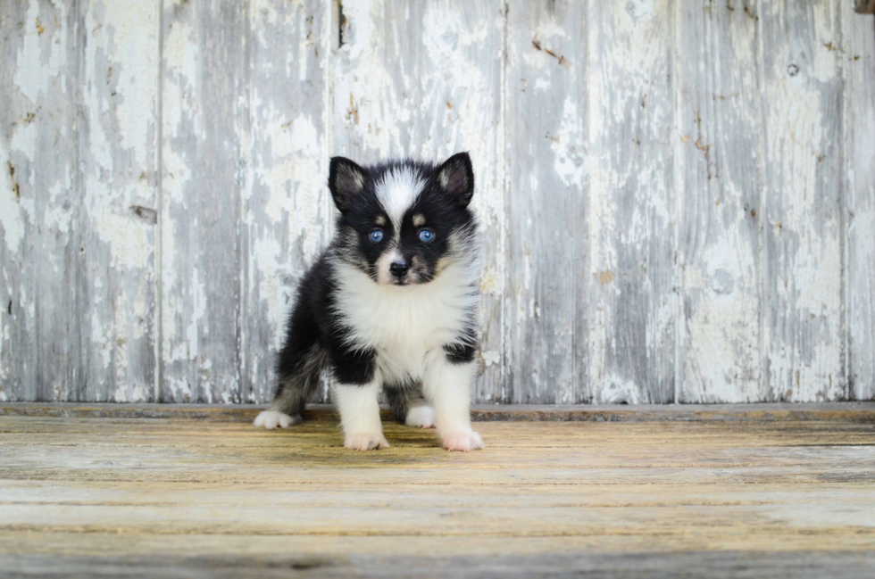 Funny Pomsky Designer Pup