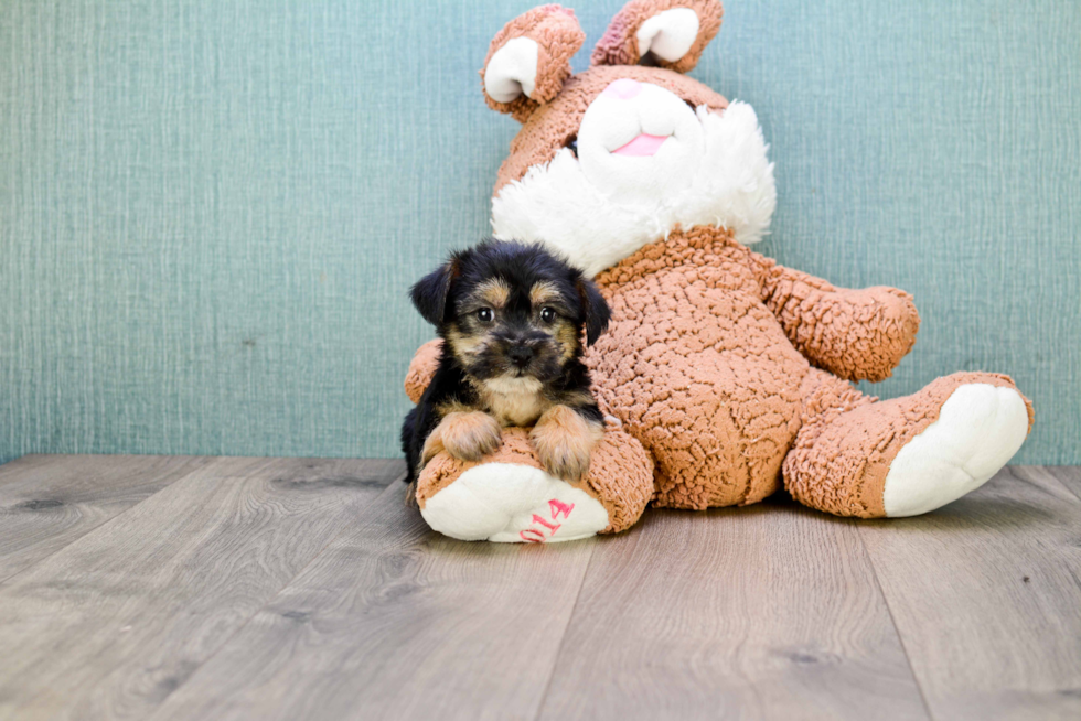 Hypoallergenic Yorkie Doodle Poodle Mix Puppy