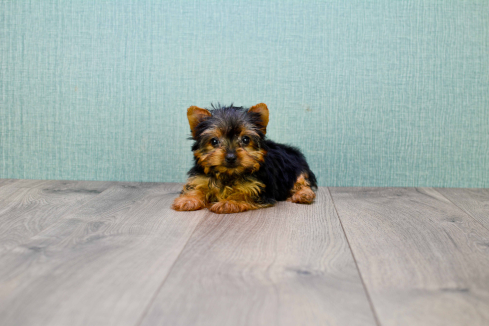 Meet Tinkerbell - our Yorkshire Terrier Puppy Photo 