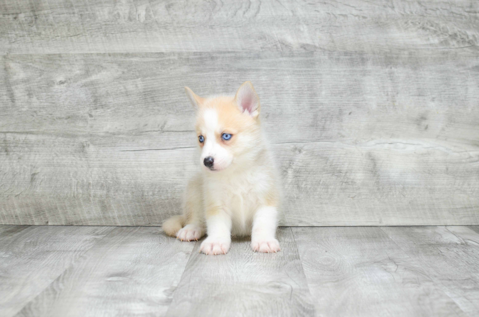 Pomsky Puppy for Adoption