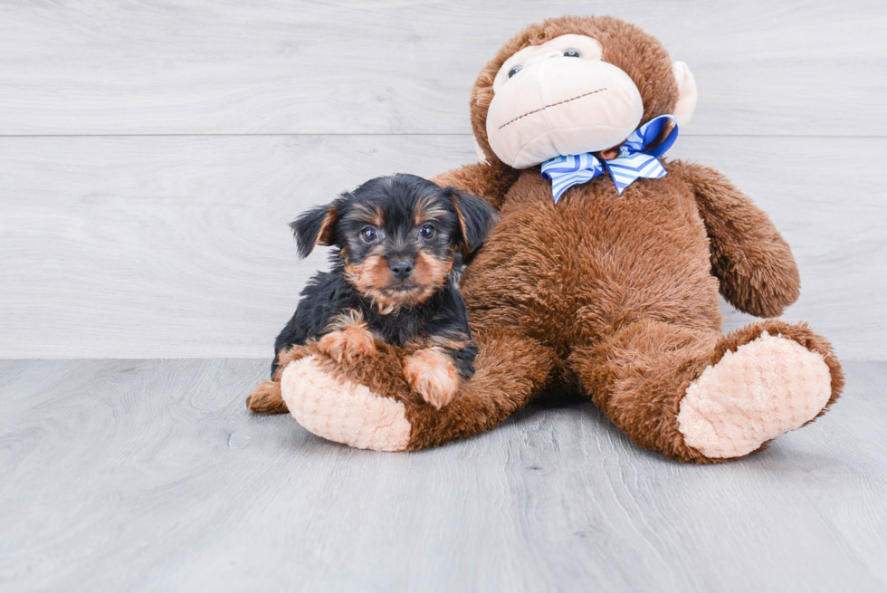 Meet Jeremy - our Yorkshire Terrier Puppy Photo 
