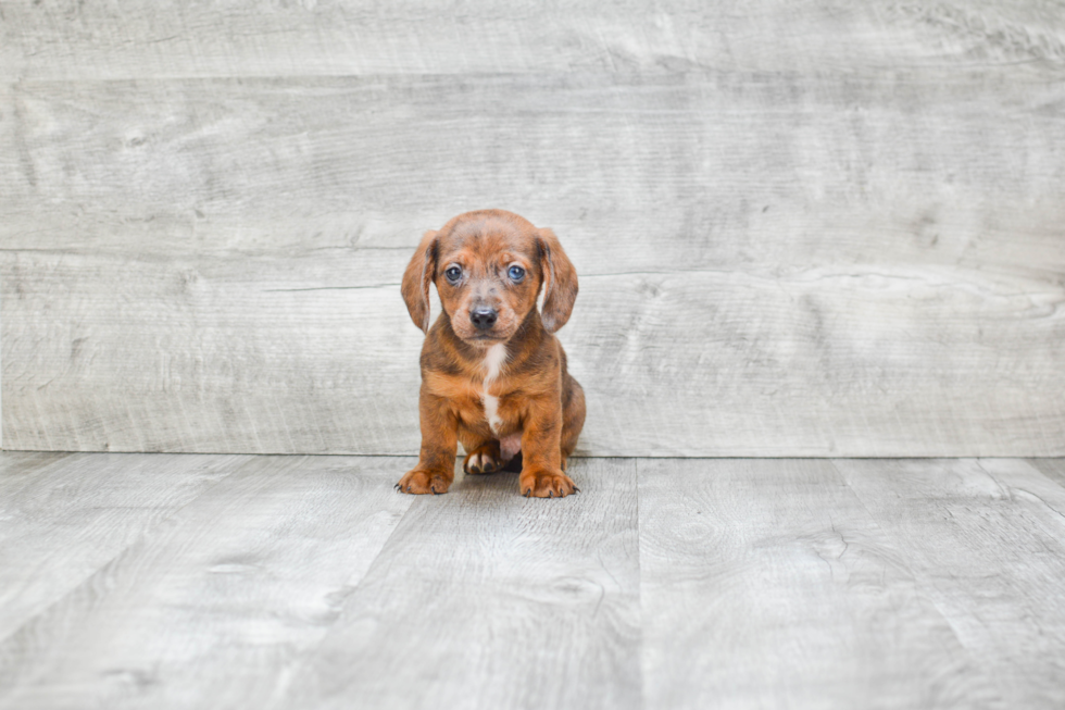 Dachshund Puppy for Adoption