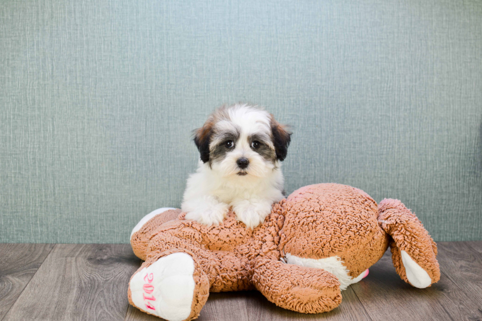 Petite Havanese Purebred Puppy