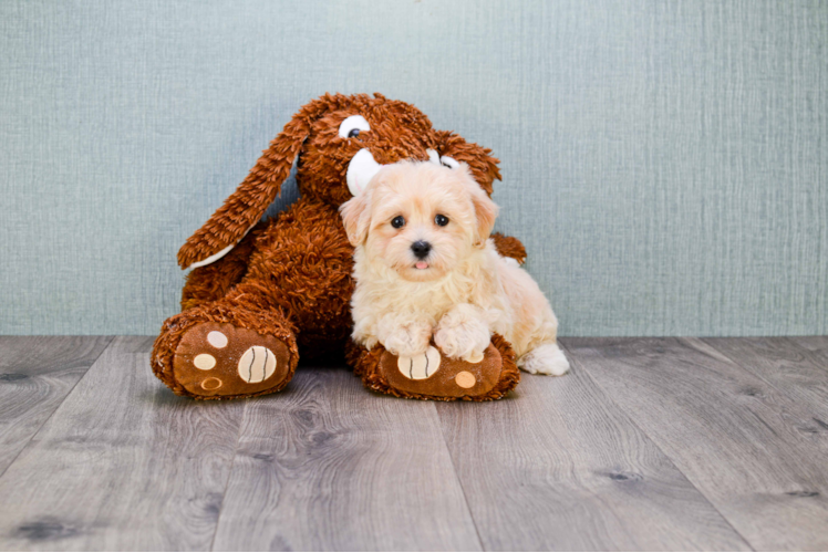 Happy Maltipoo Baby