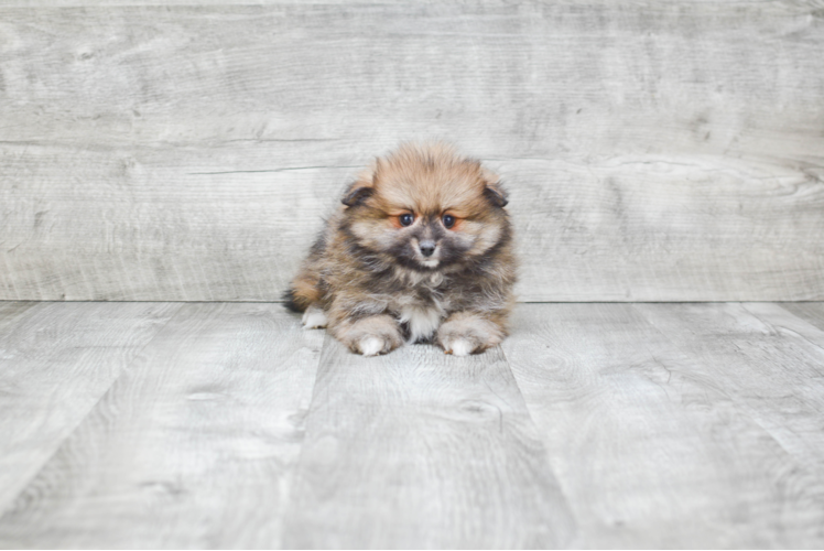 Pomeranian Pup Being Cute