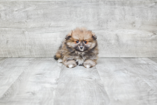 Pomeranian Pup Being Cute