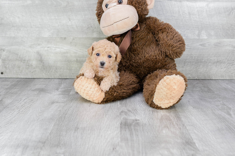 Maltipoo Puppy for Adoption