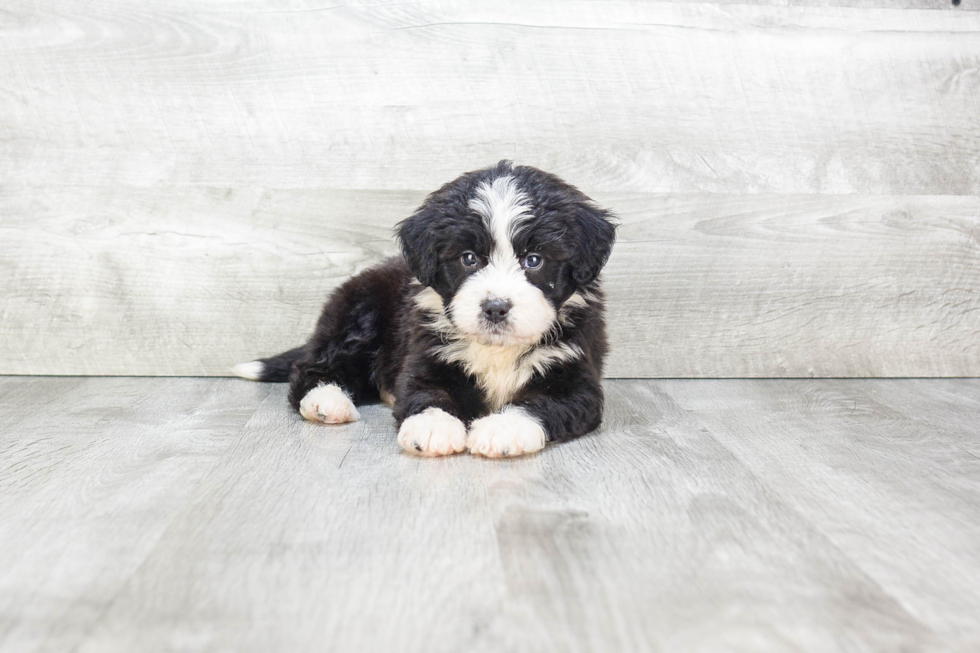 Cute Mini Bernedoodle Baby