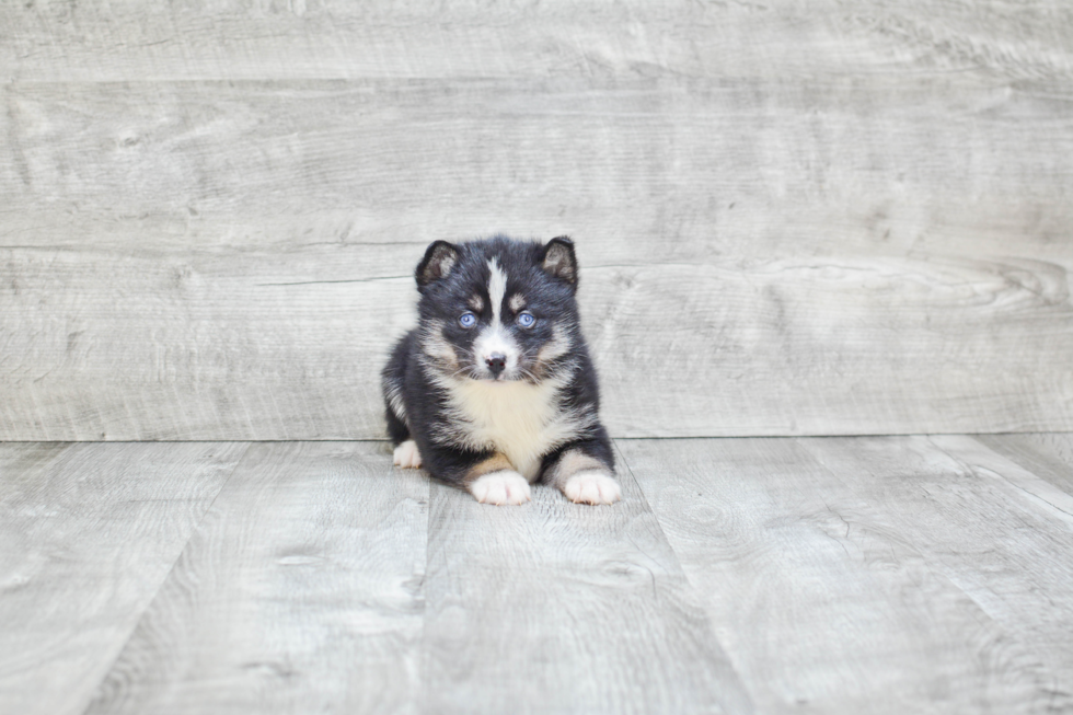 Energetic Mini Husky Designer Puppy