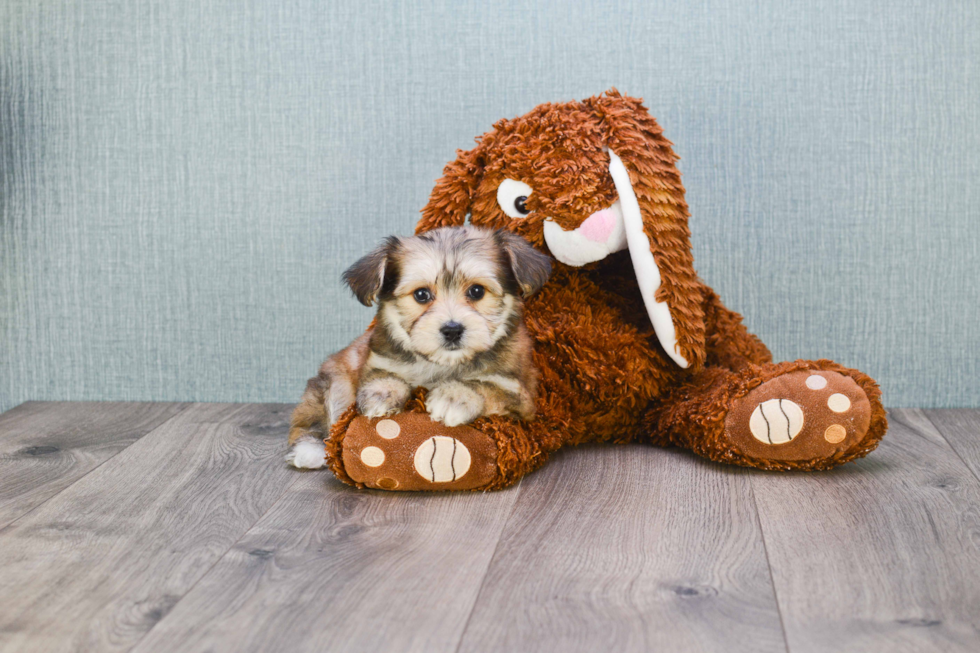 Morkie Puppy for Adoption