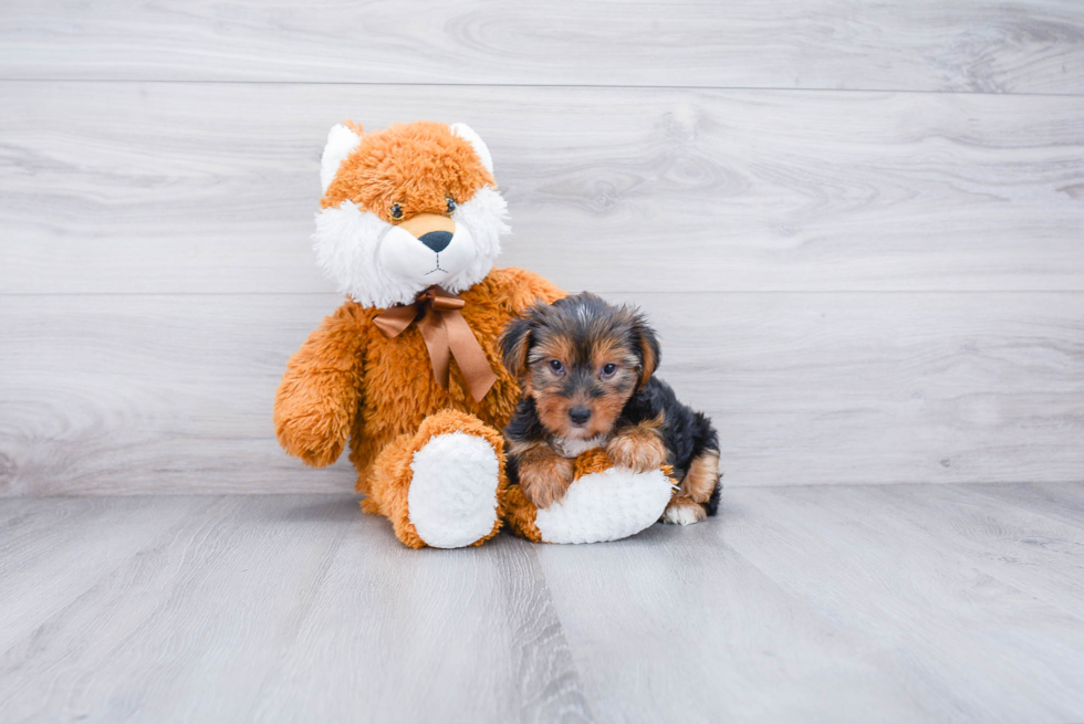 Meet Snickers - our Yorkshire Terrier Puppy Photo 