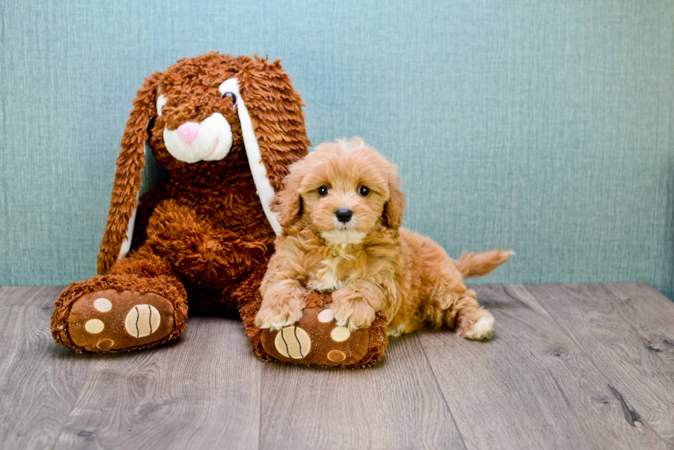 Happy Cavapoo Baby