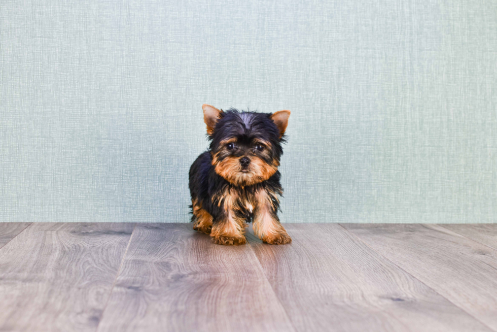 Meet Sebastian - our Yorkshire Terrier Puppy Photo 