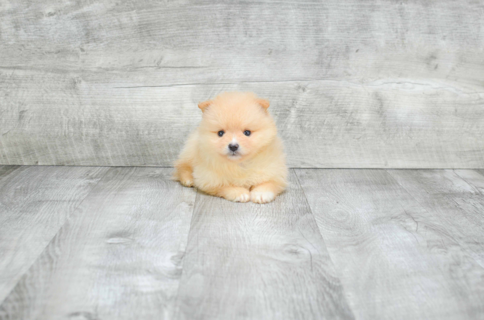 Akc Registered Pomeranian Purebred Pup