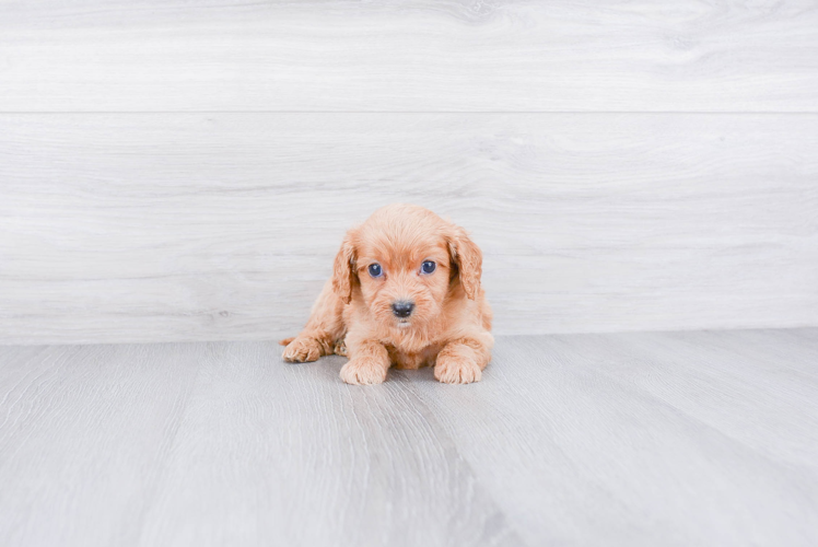 Cavapoo Puppy for Adoption
