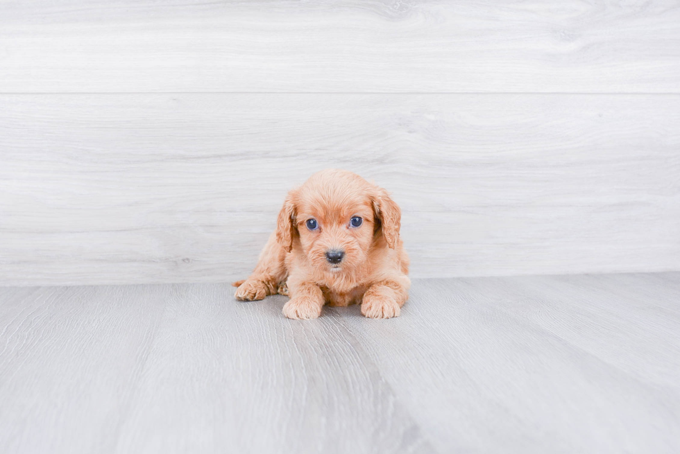 Cavapoo Puppy for Adoption