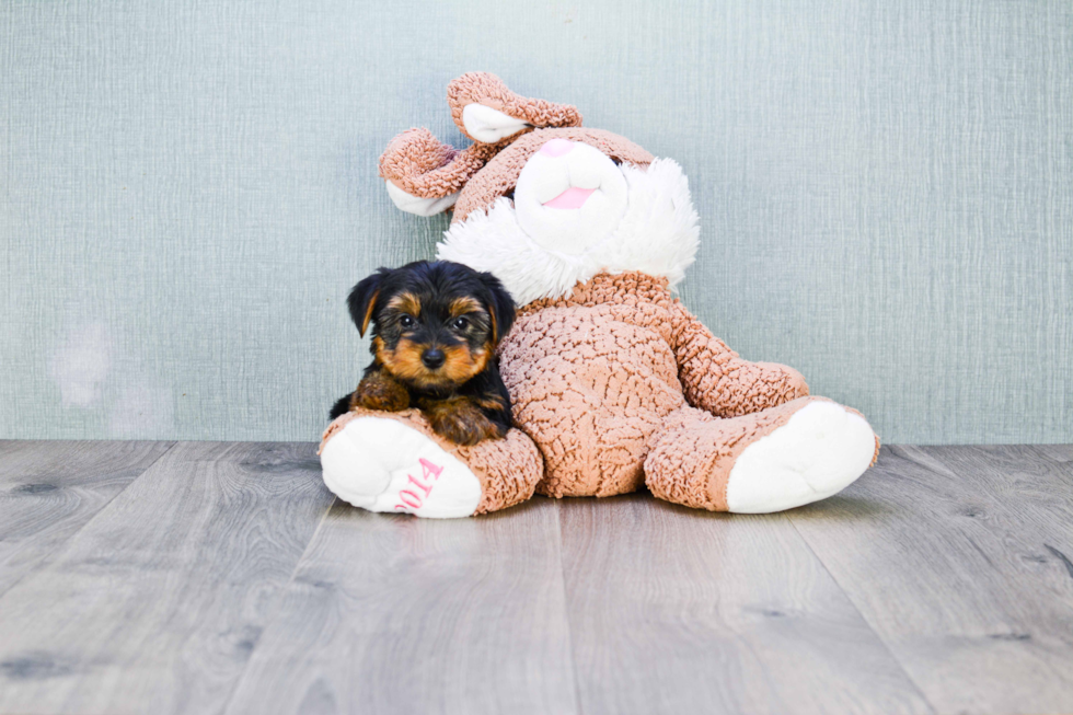 Meet Zoro - our Yorkshire Terrier Puppy Photo 