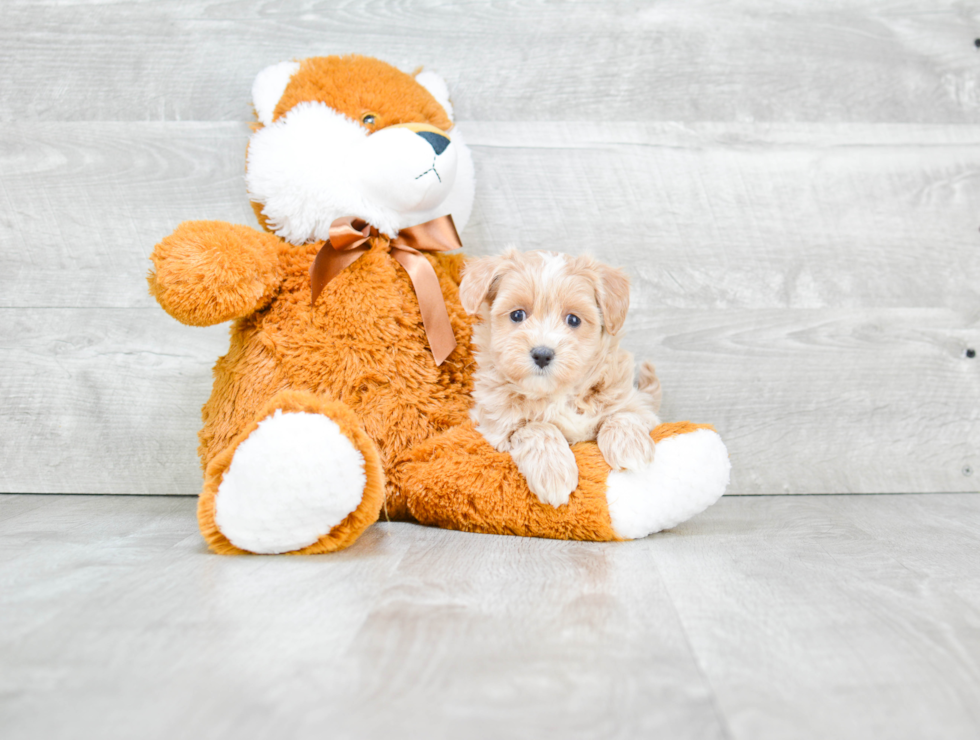 Cavapoo Pup Being Cute