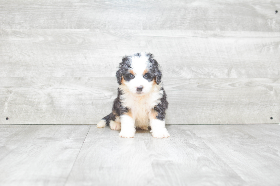 Mini Bernedoodle Pup Being Cute