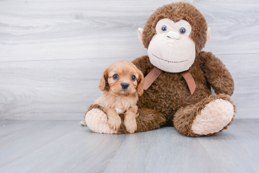 Best Cavalier King Charles Spaniel Baby