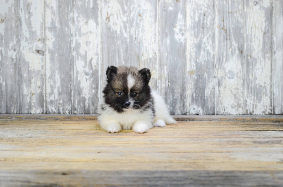 Best Pomeranian Baby