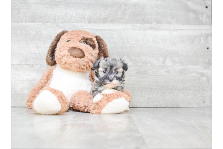 Little Havanese Purebred Pup